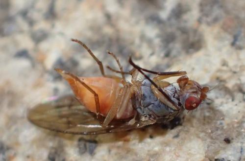 Réf. 325 200 : Tephrochlamys tarsalis